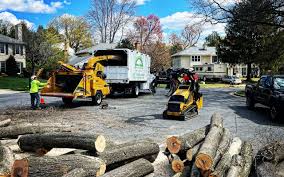Best Palm Tree Trimming  in Martins Additions, MD