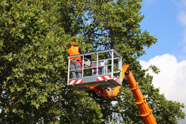 Best Leaf Removal  in Martins Additions, MD