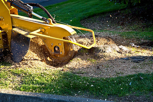 Best Tree Risk Assessment  in Martins Additions, MD