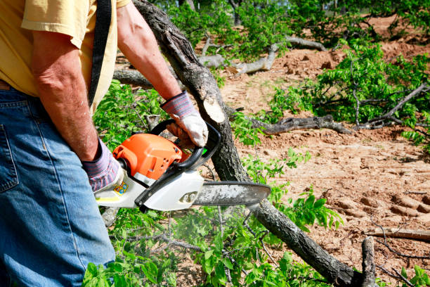 Best Tree Disease Treatment  in Martins Additions, MD