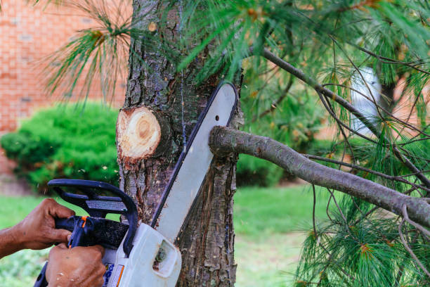 Best Emergency Tree Removal  in Martins Additions, MD